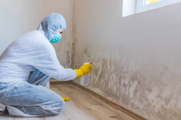 Licensed Mold Inspection service in Marion, IL - WQB Mold Removal
