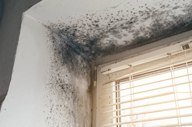 Affordable Mold Inspection solutions in Marion, IL
